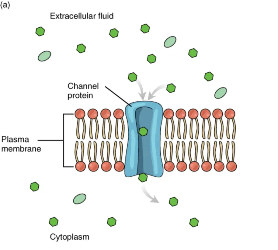 Diffusion Real Life Examples