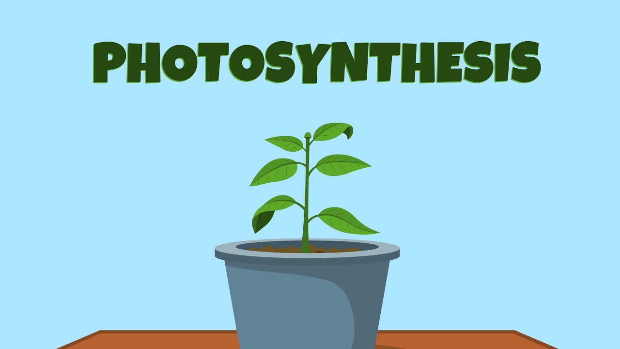 Reactants Of Photosynthesis