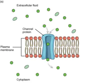 10 Facilitated Diffusion Examples in Real Life - The Boffins Portal