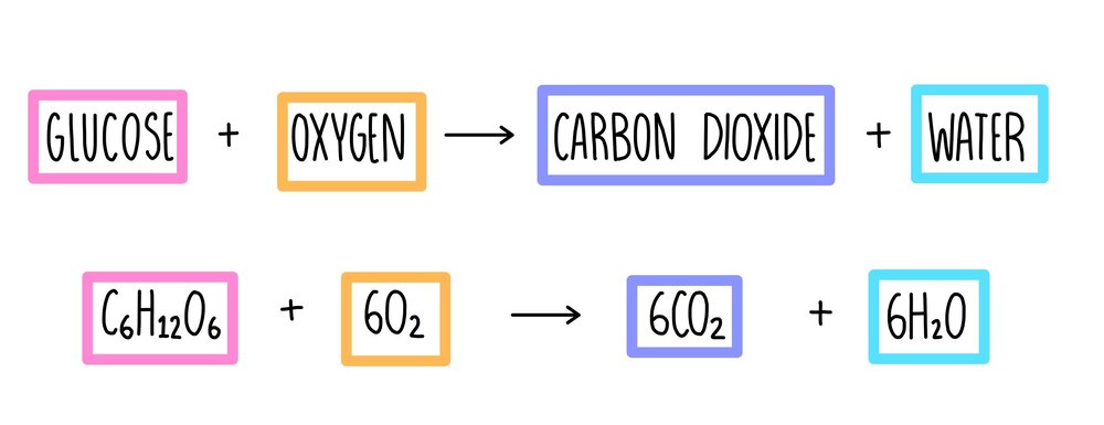 How is Energy Produced by Respiration Stored