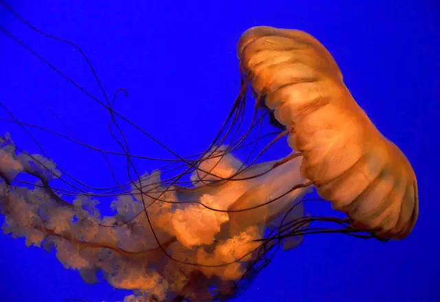 What Type of Symmetry do Cnidarians have?