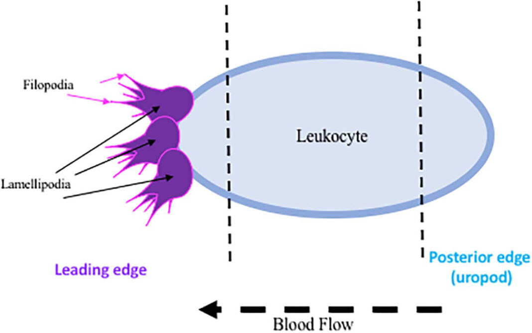 Examples of Chemotaxis in Real Life The Boffins Portal