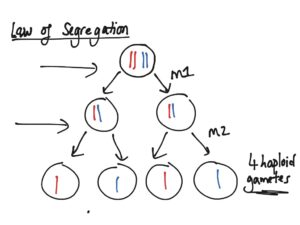 9 Law Of Segregation Examples in Real Life - The Boffins Portal