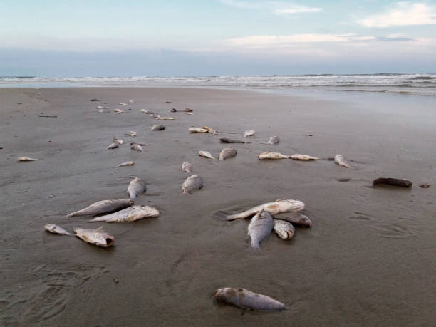 Dead fish