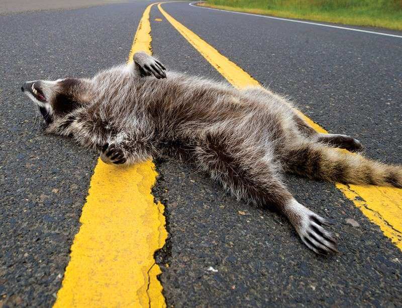 roadkill_raccoon1 (1)